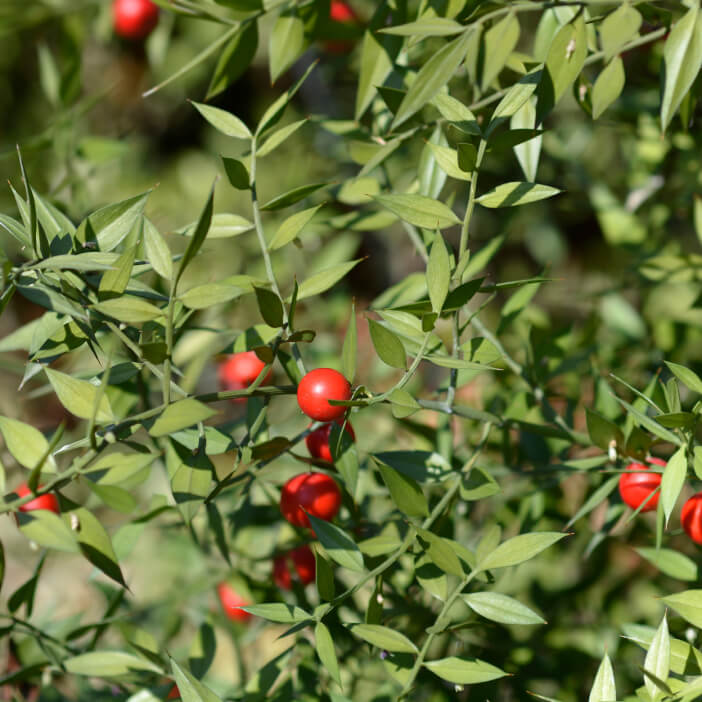 butcher's broom