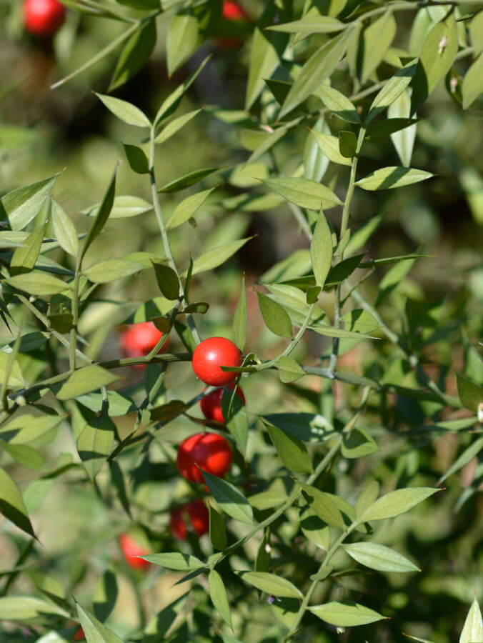butcher's broom
