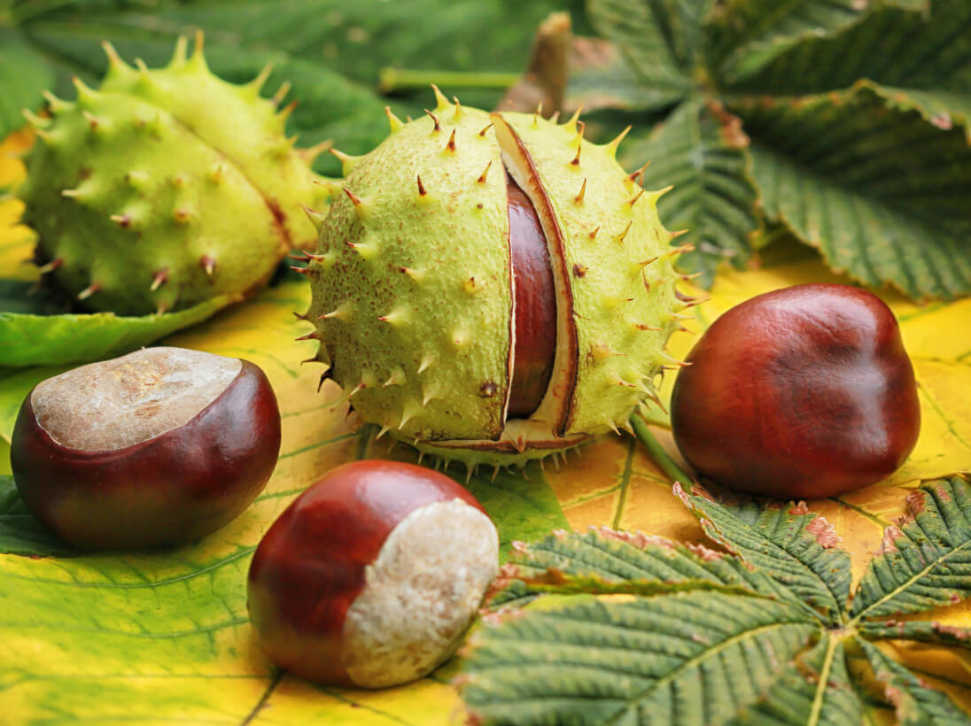 horse chestnut