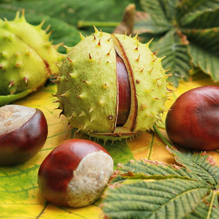 horse chestnut